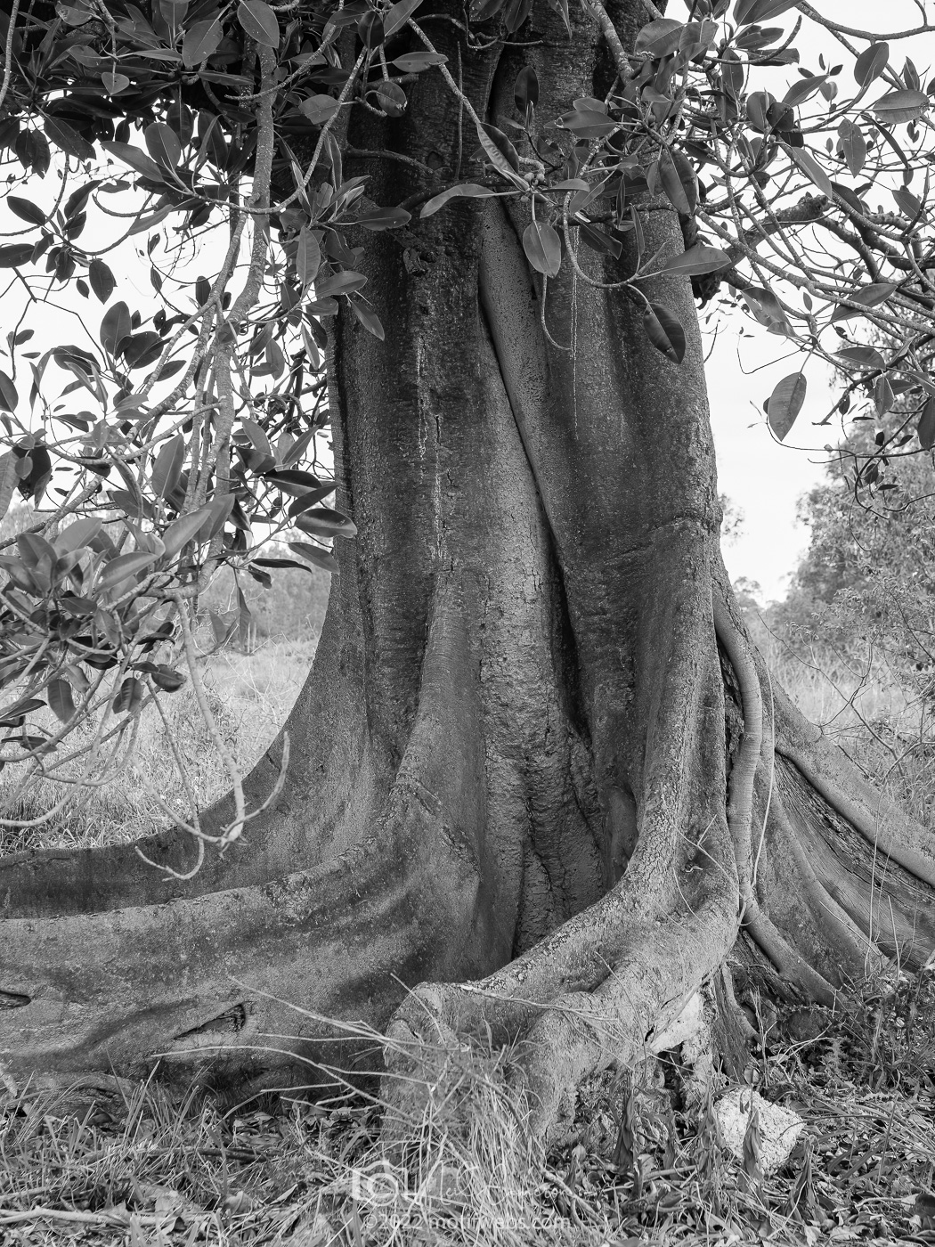 Moreton Bay Fig trunk