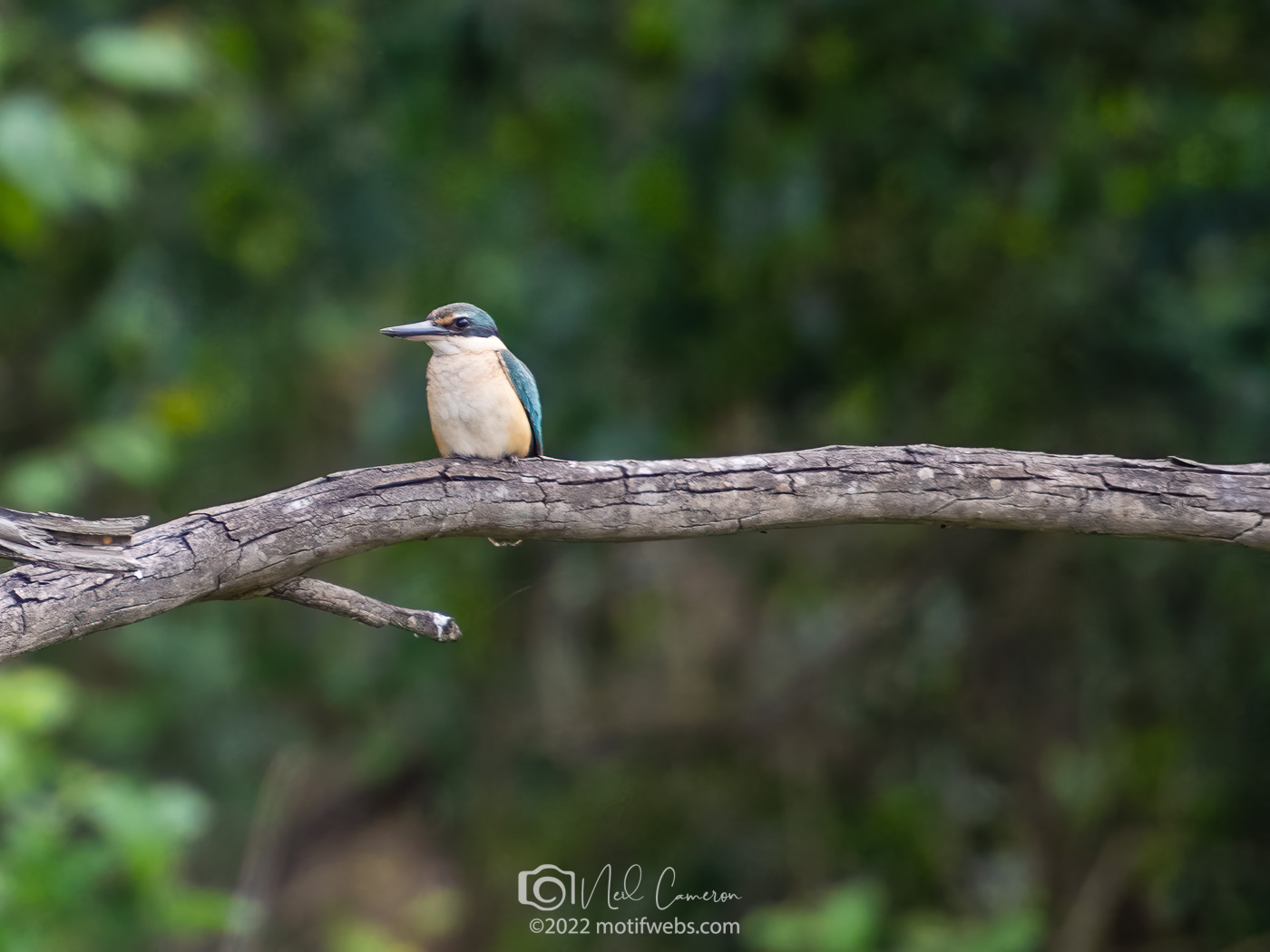 Sacred Kingfisher perched on tree limb