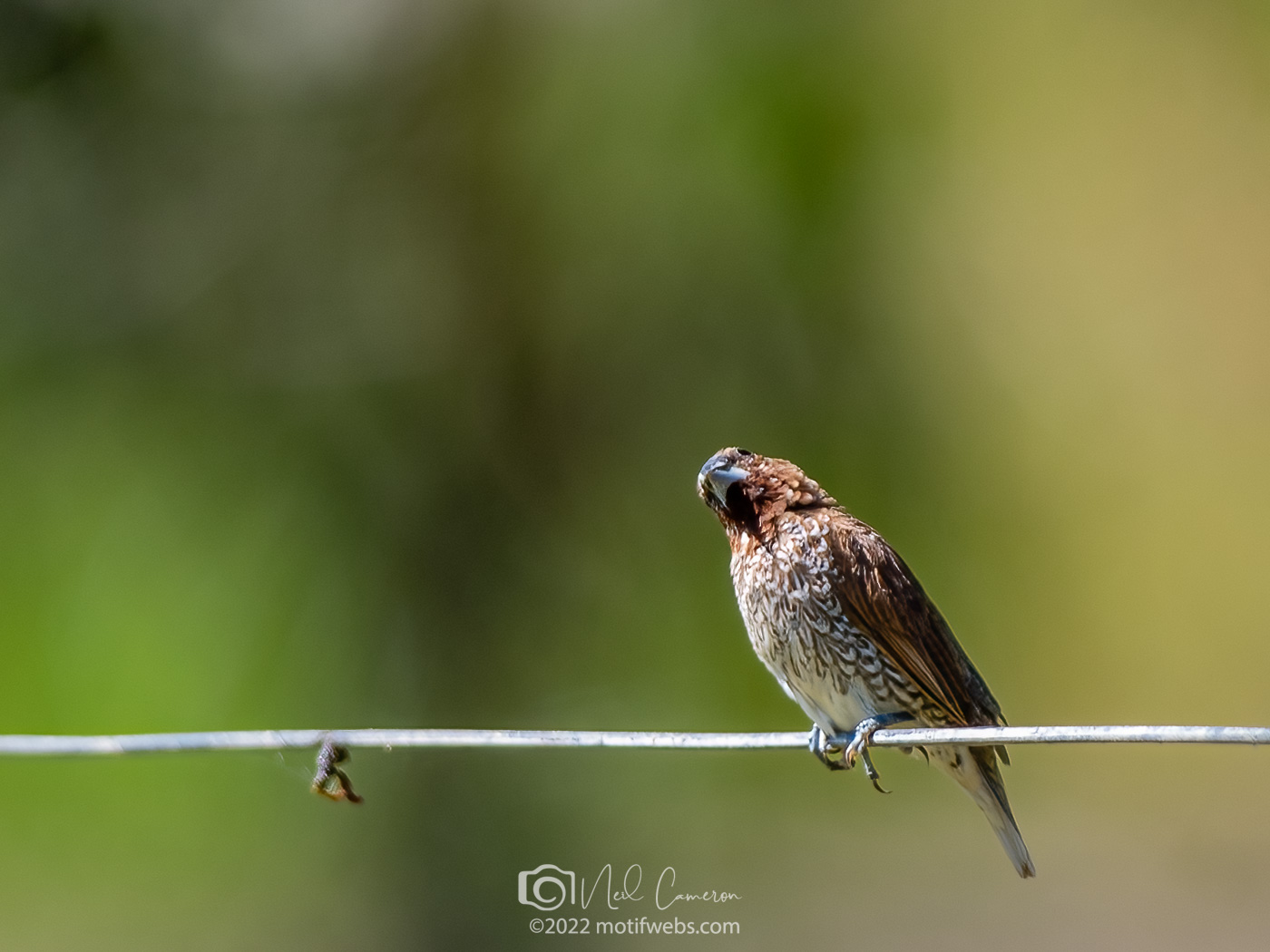 Scaly-breasted Munia on wire