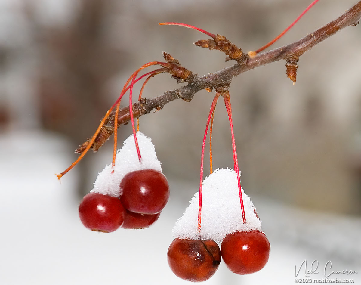 Cherries in the Snow, Glebe, Ottawa, Ontario