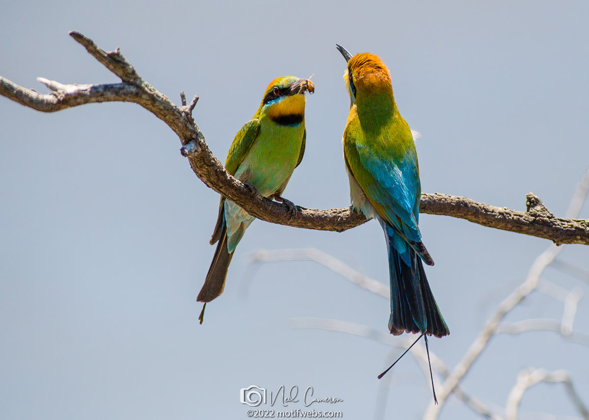 Courting Rainbow Bee-eater pair, Brisbane River