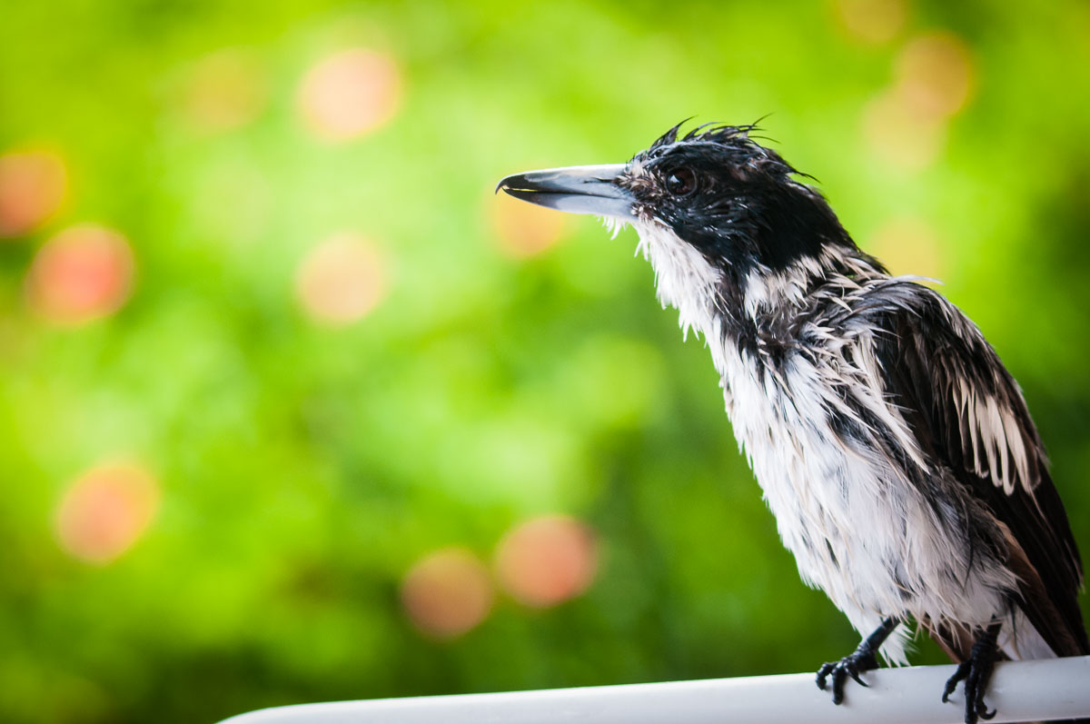 Grey Butcherbird (Cracticus torquatus) takes shelter from the rain, St Lucia