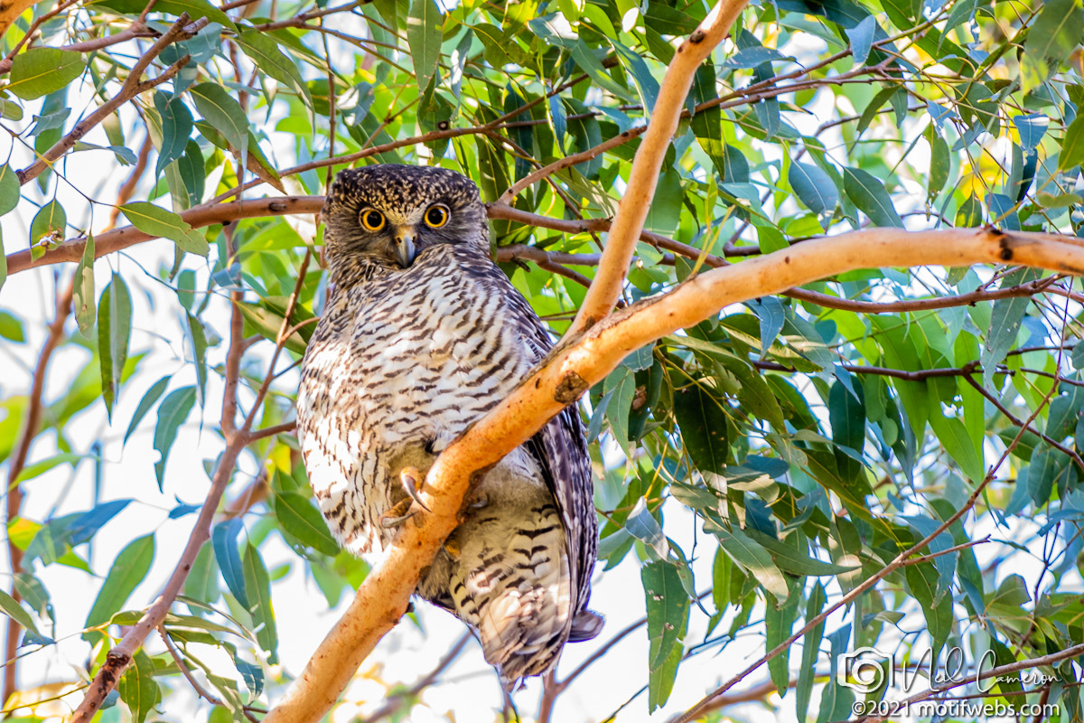 Male Powerful Owl keeps watch 2021
