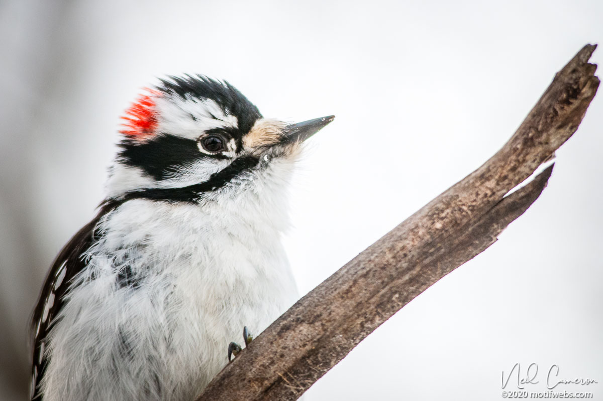 Male Downy Woodpecker (Dryobates pubescens), Hilda Road, Ottawa