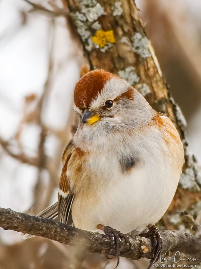 American Tree Sparrow (Spizella arborea), Hilda Road, Ottawa, Canada