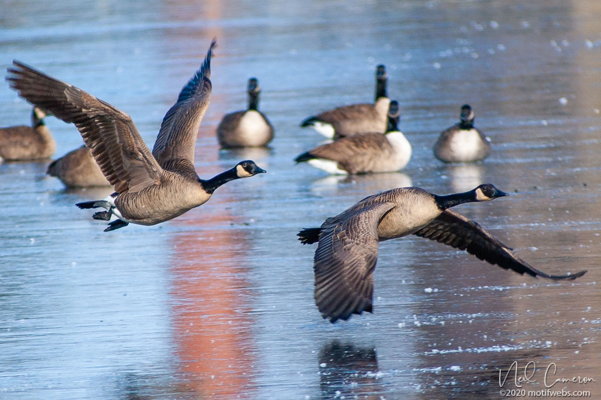 Canada Geese, Dows Lake, Ottawa, Ontario