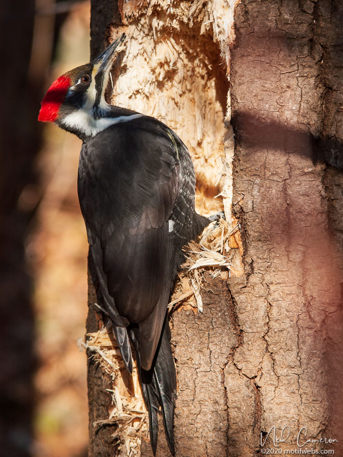 Female Pileated Woodpecker (Dryocopus pileatus), Mud Lake, Ottawa