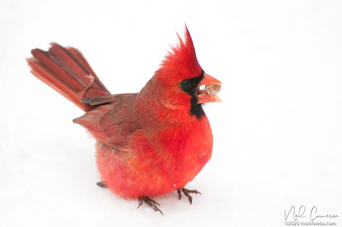 Male Northern Cardinal (Cardinalis cardinalis), Hogs Back, Ottawa, Ontario