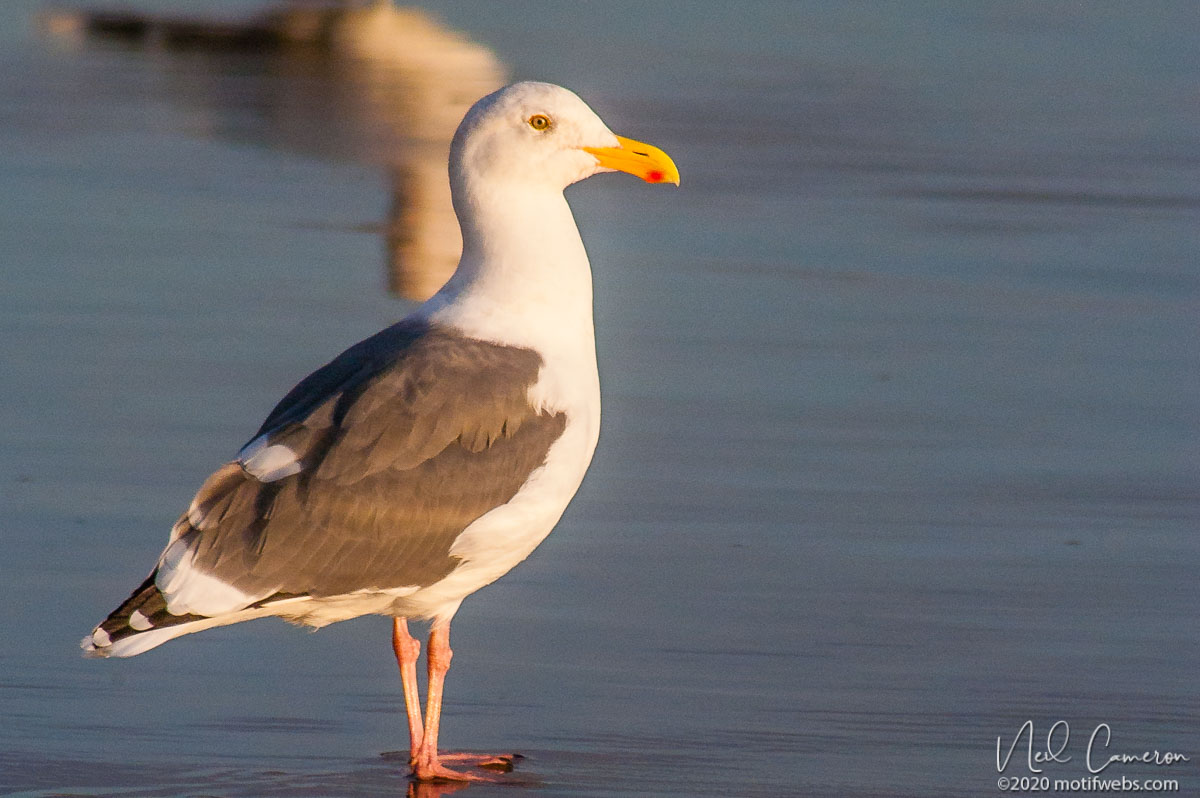 Western Gull (Larus occidentalis), Rio del Mar beach, Aptos, California, USA