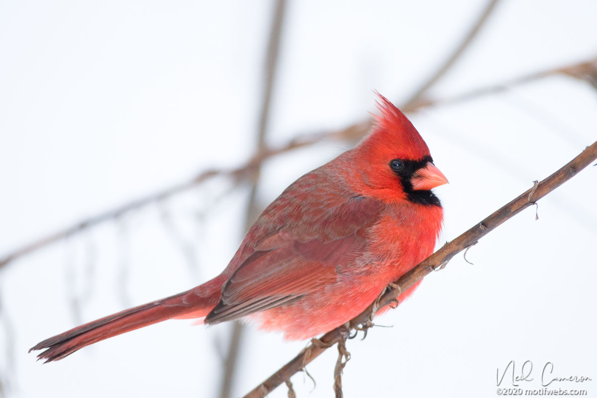 Male Northern Cardinal (Cardinalis cardinalis), Hogs Back, Ottawa, Ontario