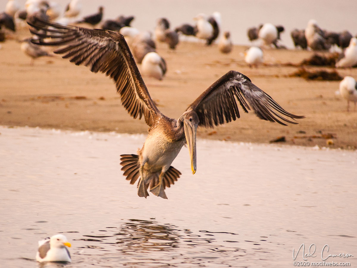 Brown Pelican (Pelecanus occidentalis), Rio del Mar beach, Aptos, California