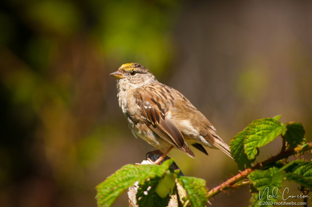 Golden-crowned Sparrow, (Zonotrichia atricapilla), Natural Bridges, Santa Cruz, California, USA