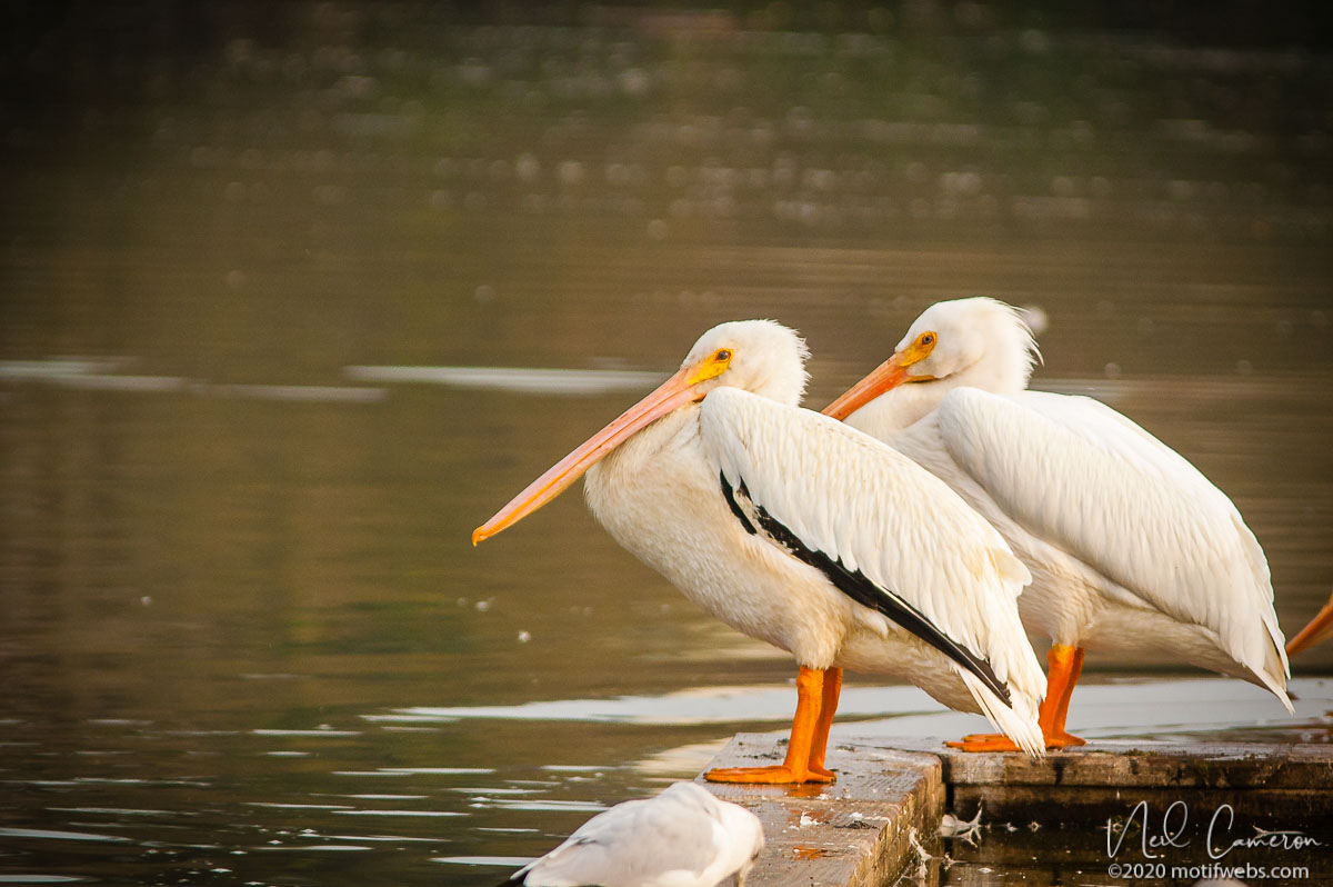American White Pelicans (Pelecanus erythrorhynchos), Pinto Lake, California, USA