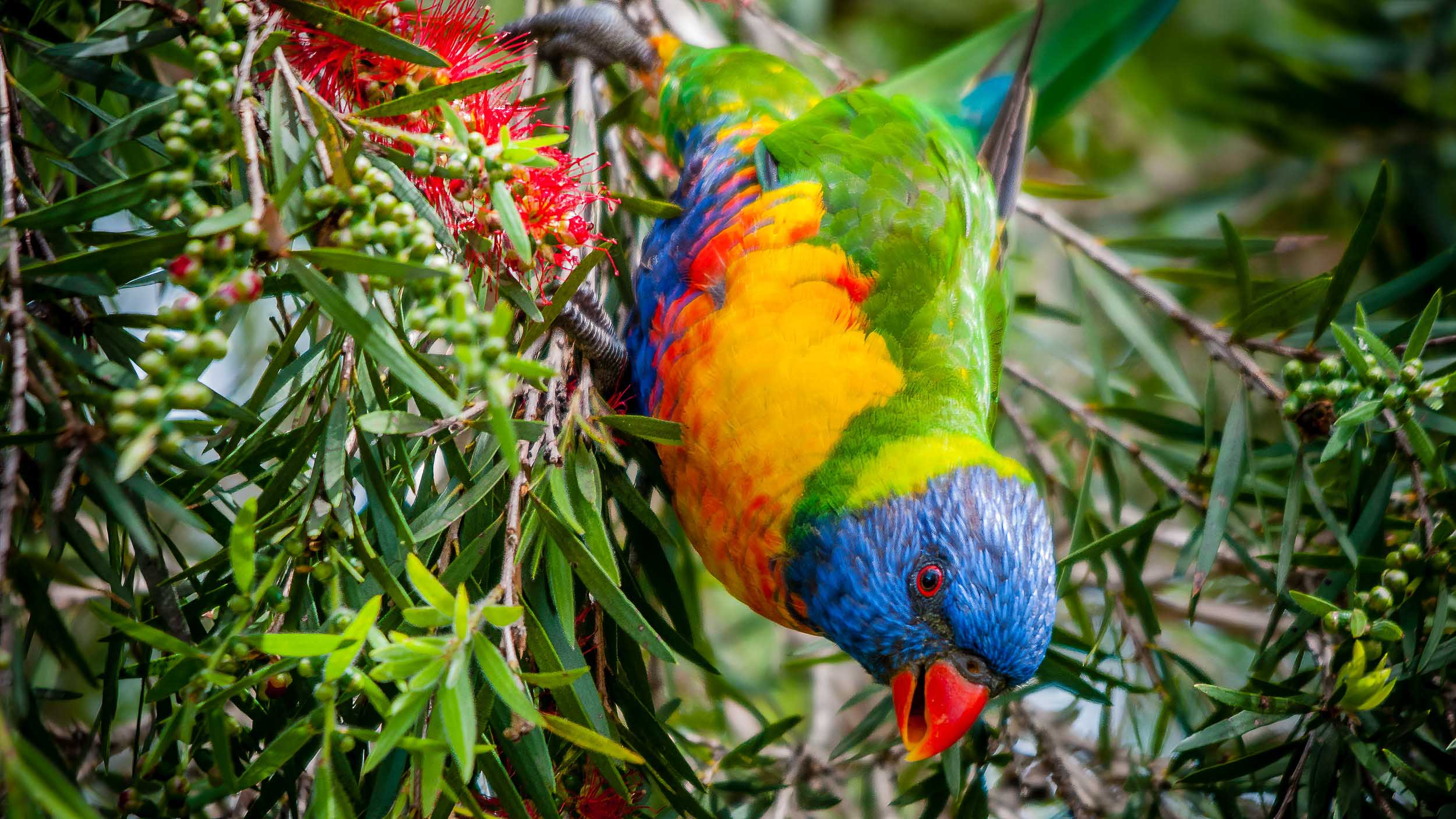 Rainbow Lorikeet, Toowong, Australia