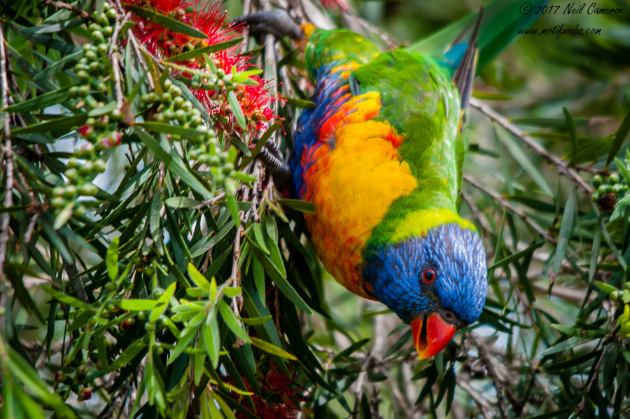 Australian Birds Gallery