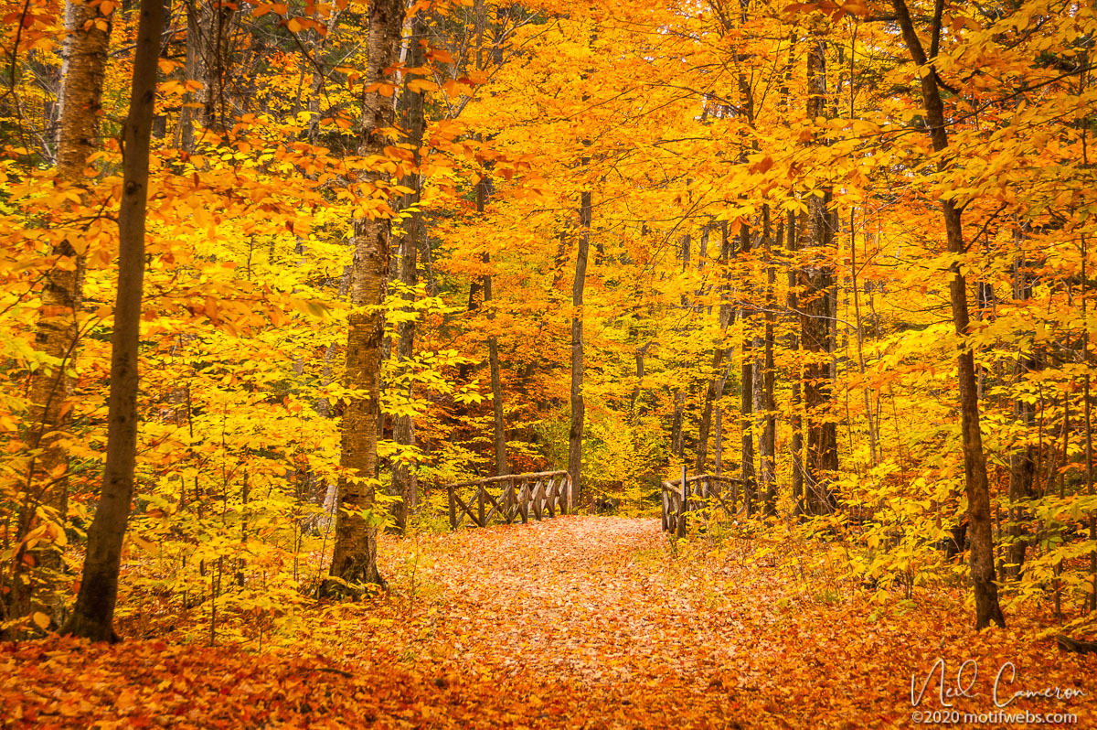 Fall in Gatineau Park, Quebec, Canada