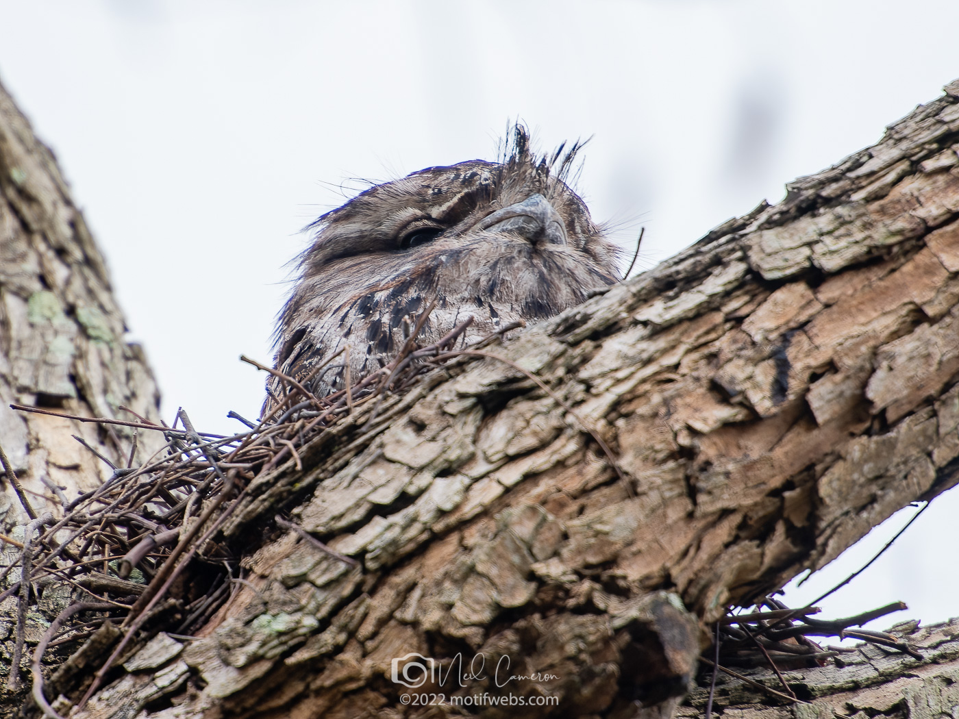 Tawny Frogmouth sitting on nest