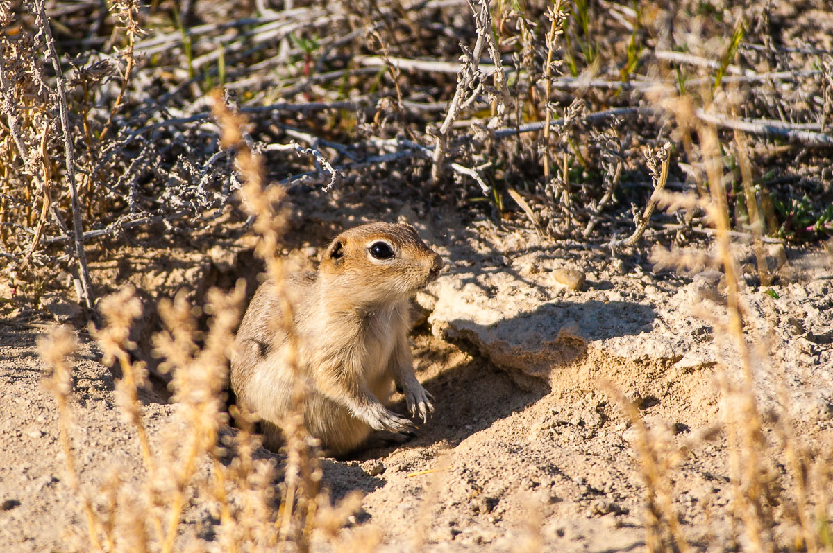 Belding's Ground Squirrel (Urocitellus beldingi), Utah, USA