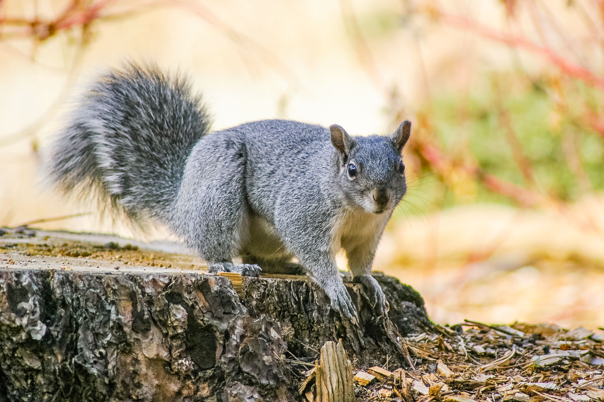 Western Gray Squirrel (Sciurus griseus), Lake Tahoe, California, USA