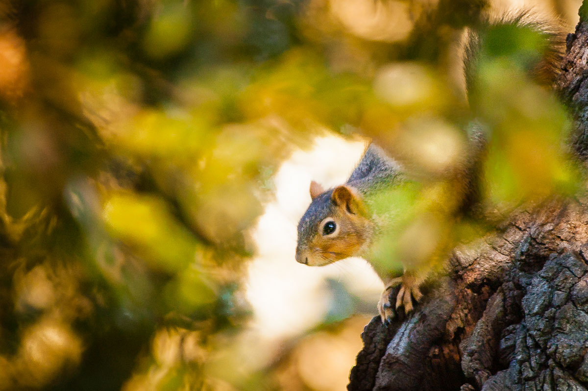 Eastern Fox Squirrel (Scirus niger), Aptos, California