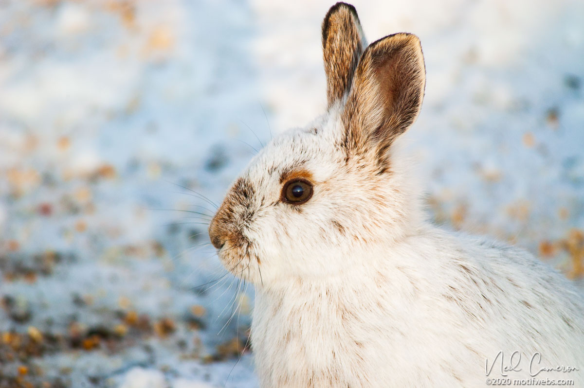 Snowshoe Hare (Lepus americanus), Shirleys Bay, Ontario, Canada