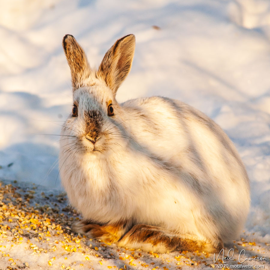 Snowshoe Hare, Ottawa