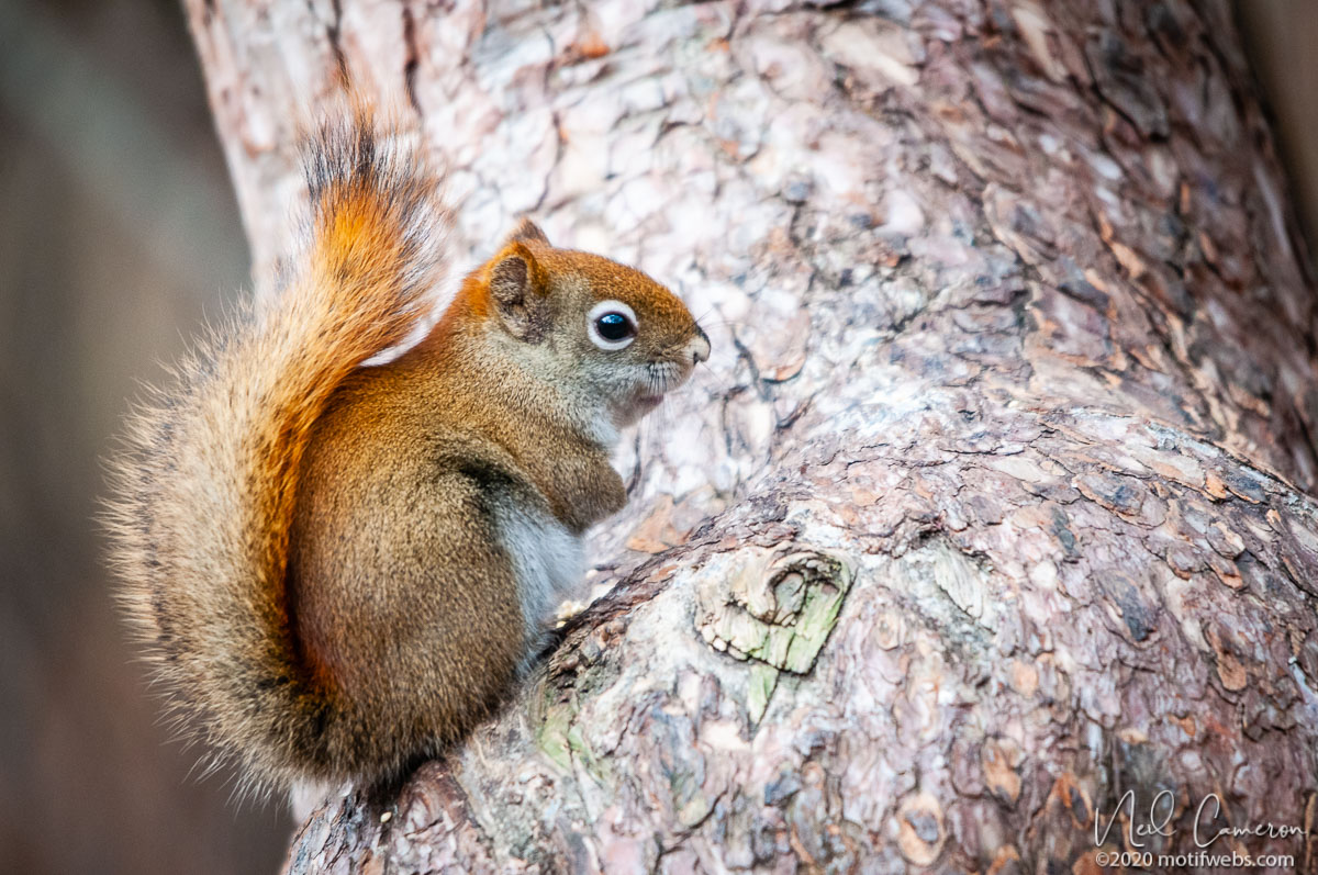 American Red Squirrel(Tamiasciurus hudsonicus), Old Quarry, Ottawa, Ontario