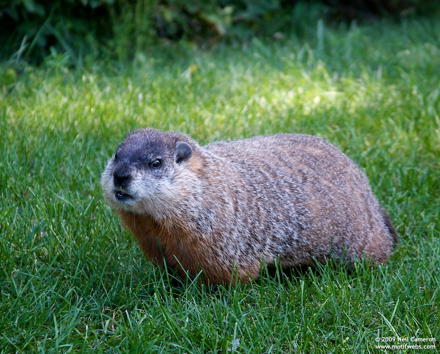 Groundhog (Marmota monax), Andrew Haydon Park, Ottawa, Ontario