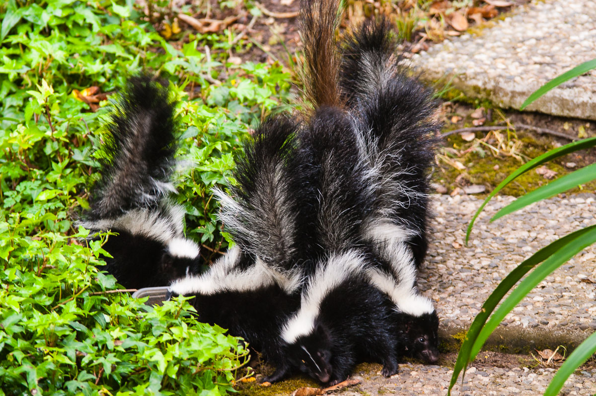 Baby Striped Skunks (Mephitis mephitis) and their mother (the shredded tail in the middle of the crush), Aptos, California, USA