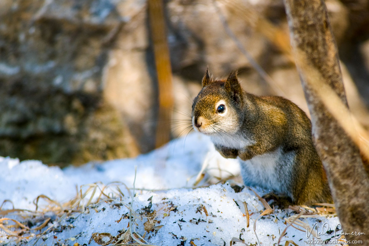 American Red Squirrel(Tamiasciurus hudsonicus), Shirleys Bay, Ontario