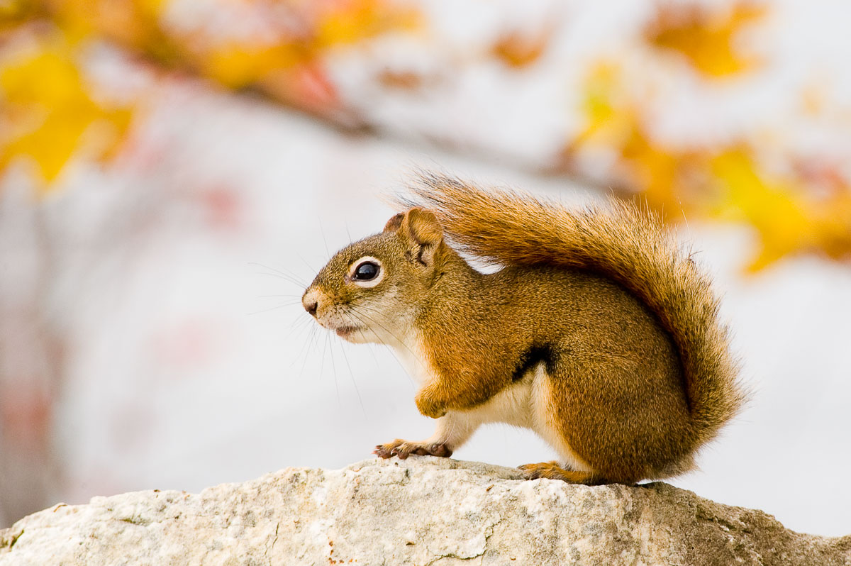 American Red Squirrel (Tamiasciurus hudsonicus), Andrew Haydon Park, Nepean, Ontario