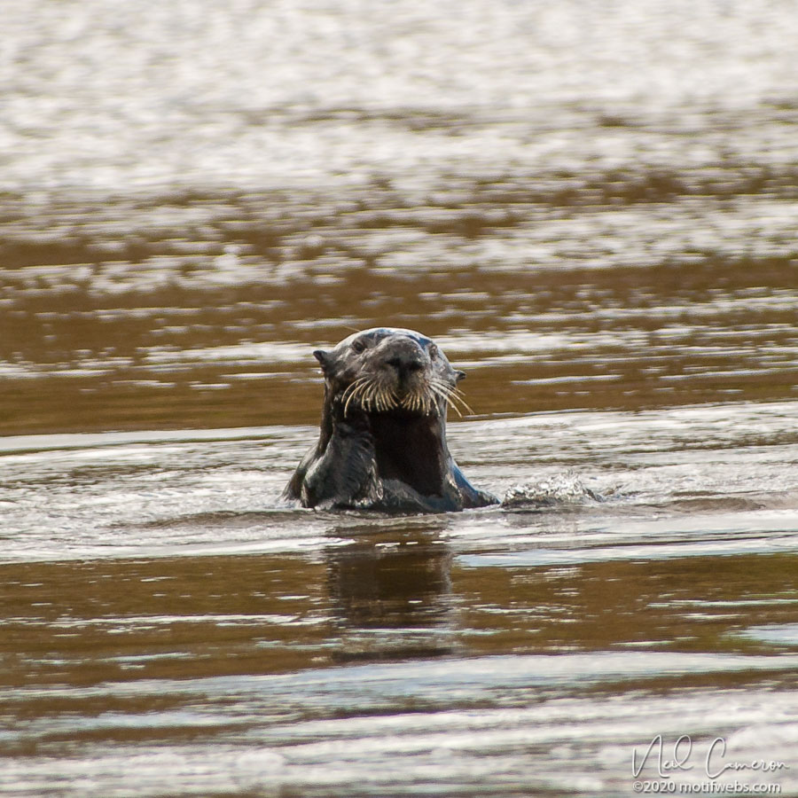 Sea Otter (Enhydra lutris), Moss Landing, California
