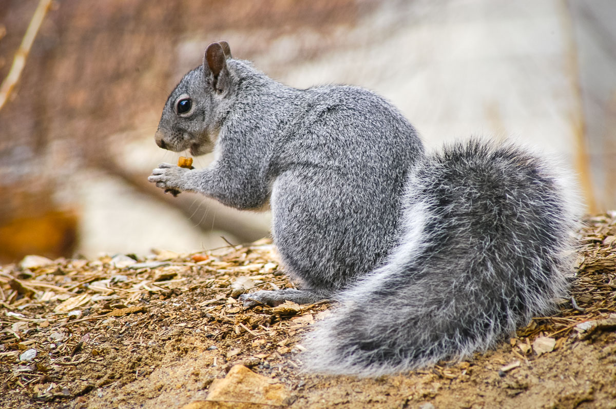 Western Gray Squirrel (Sciurus griseus), Lake Tahoe, California, USA