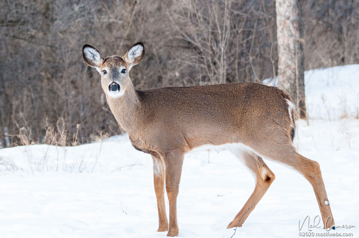 White-tailed Deer (Odocoileus virginianus), Shirleys Bay, Ottawa, Ontario