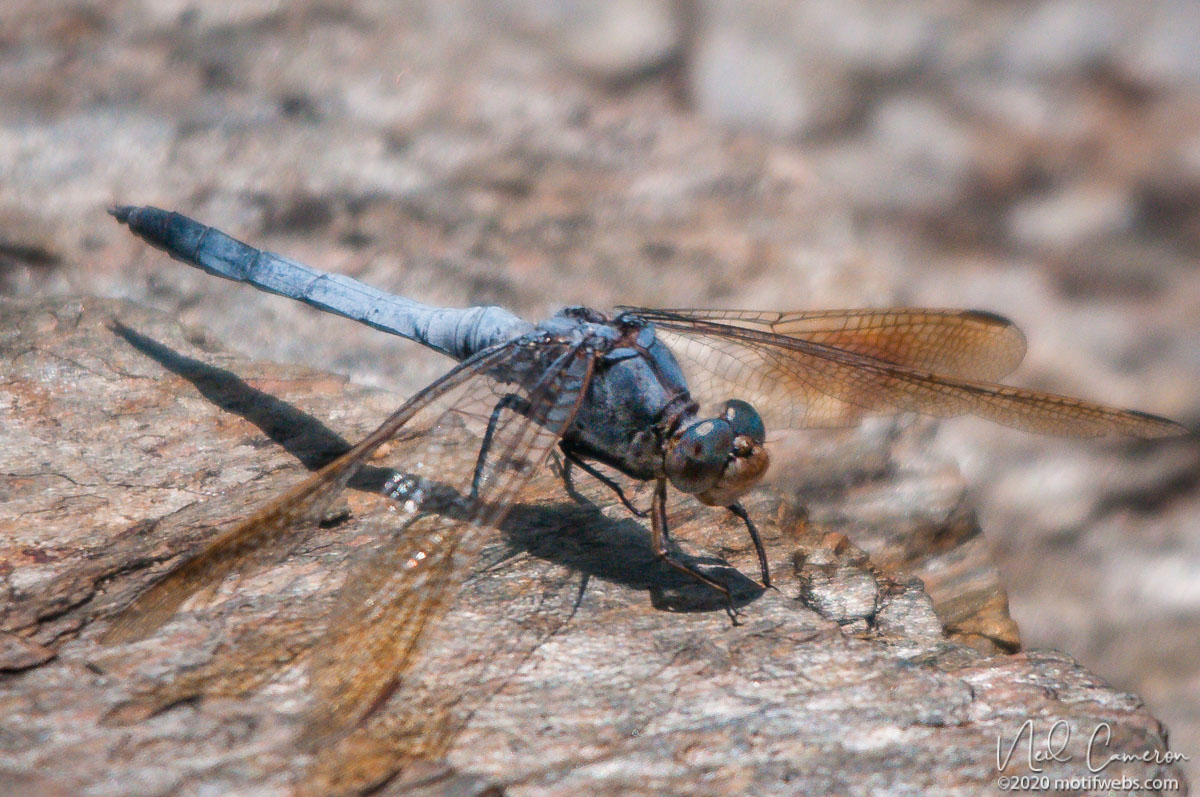 Male Blue Skimmer Dragonfly (Orthetrum caledonicum), Mt Coot-tha Botanical Gardens, Brisbane