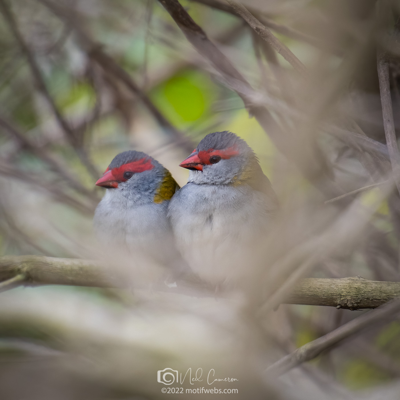 Red-browed Finch pair