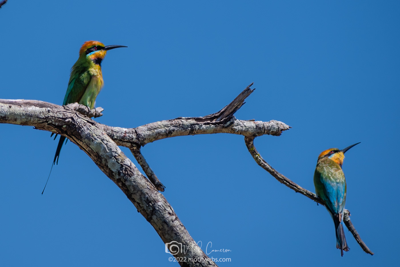 Rainbow Bee-eaters on bare tree branches