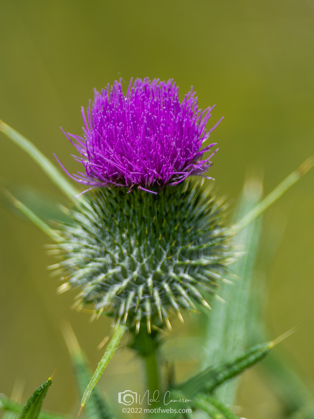Scotch thistle in classic bloom