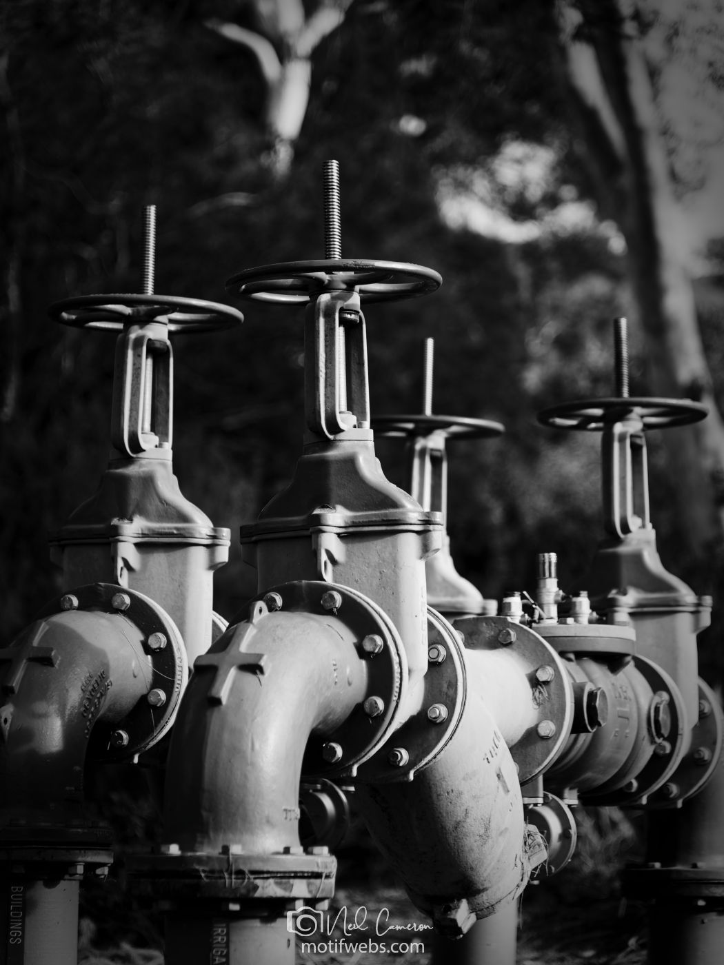 Church of Latter Day Spigots, Australian National Botanical Gardens, Canberra