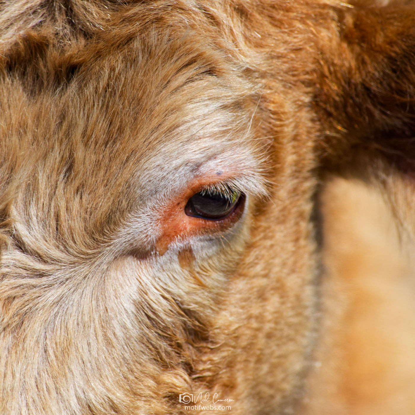 The art in the beauty of a cow's face