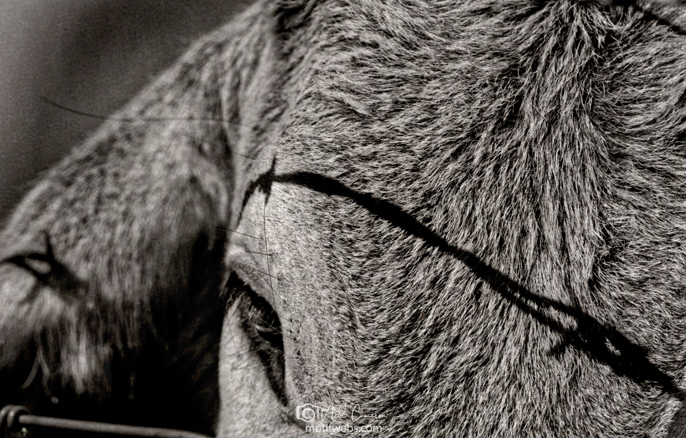 shadow of barbwire across a cow's face