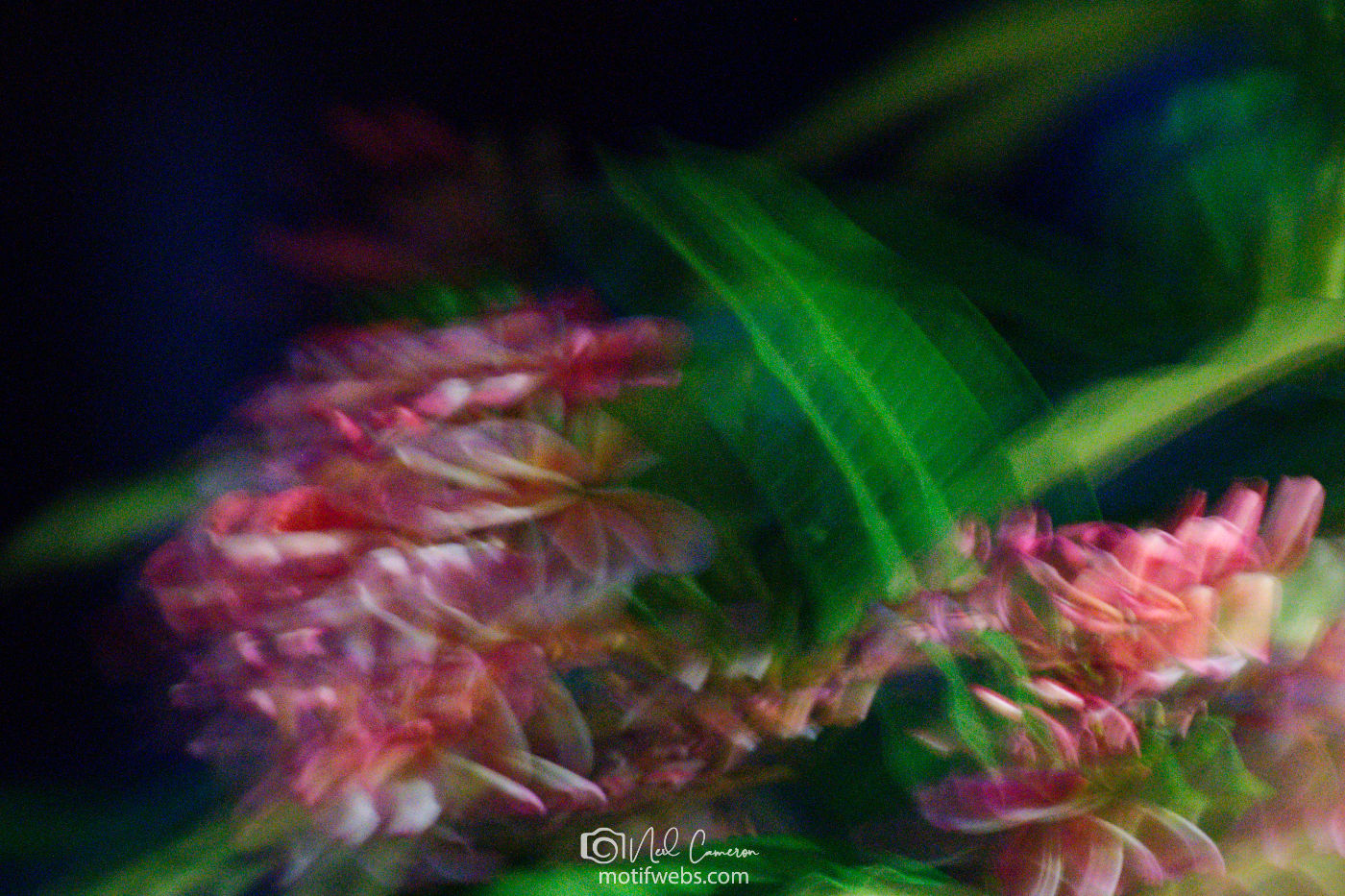 A Frangipani's lungs