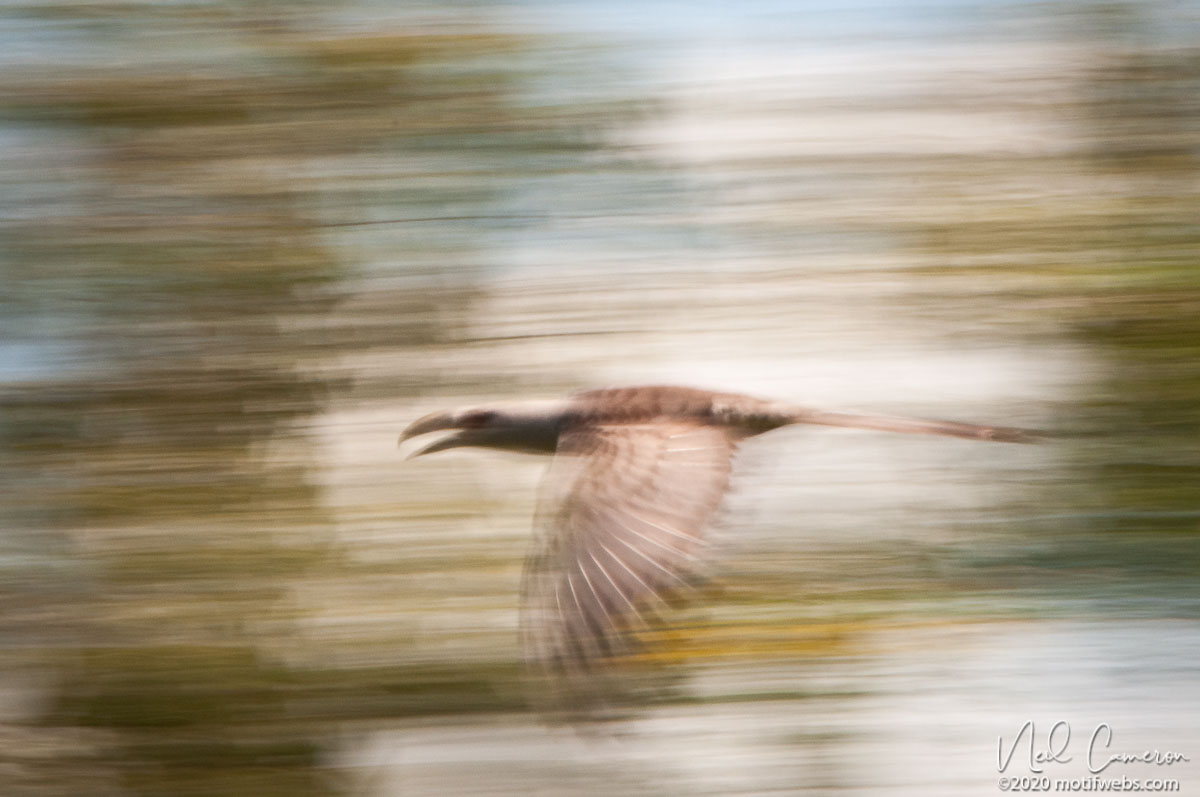 Channel-billed Cuckoo in flight