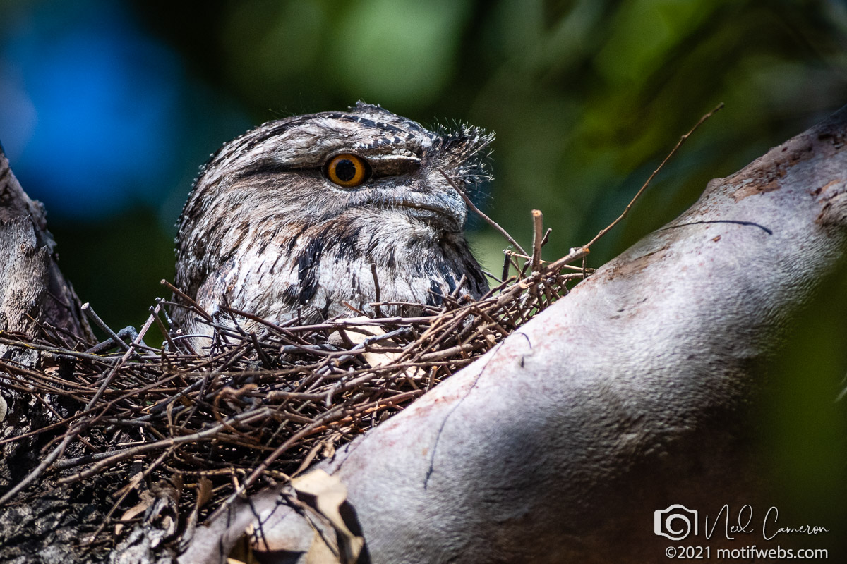 Tawny Frogmouth (male) (Podargus strigoides), University of Queensland