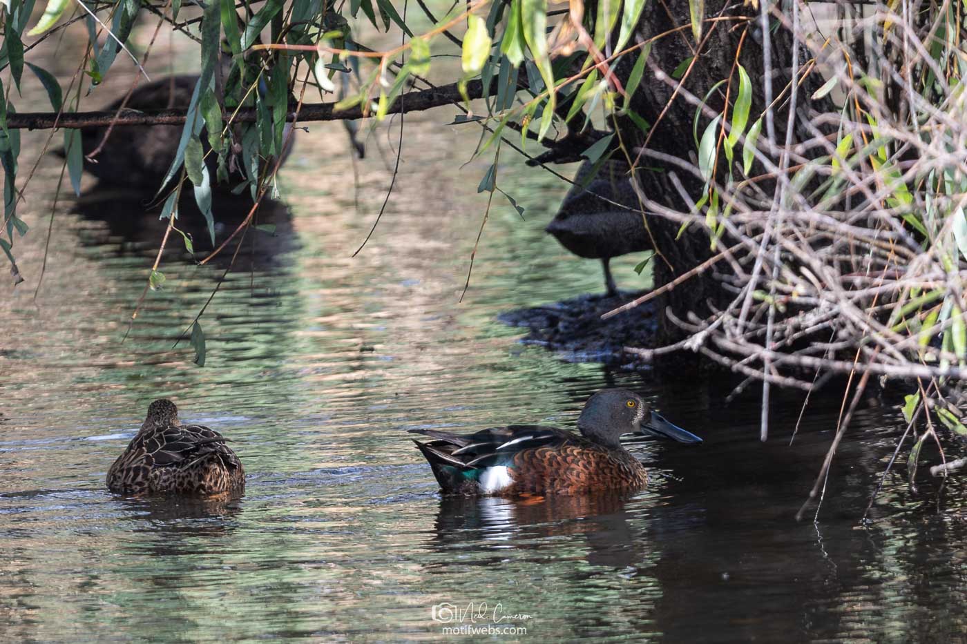 Male Australian Shoveler (Spatula rhynchotis), Jerrabomberra Wetlands, Canberra, ACT, Australia
