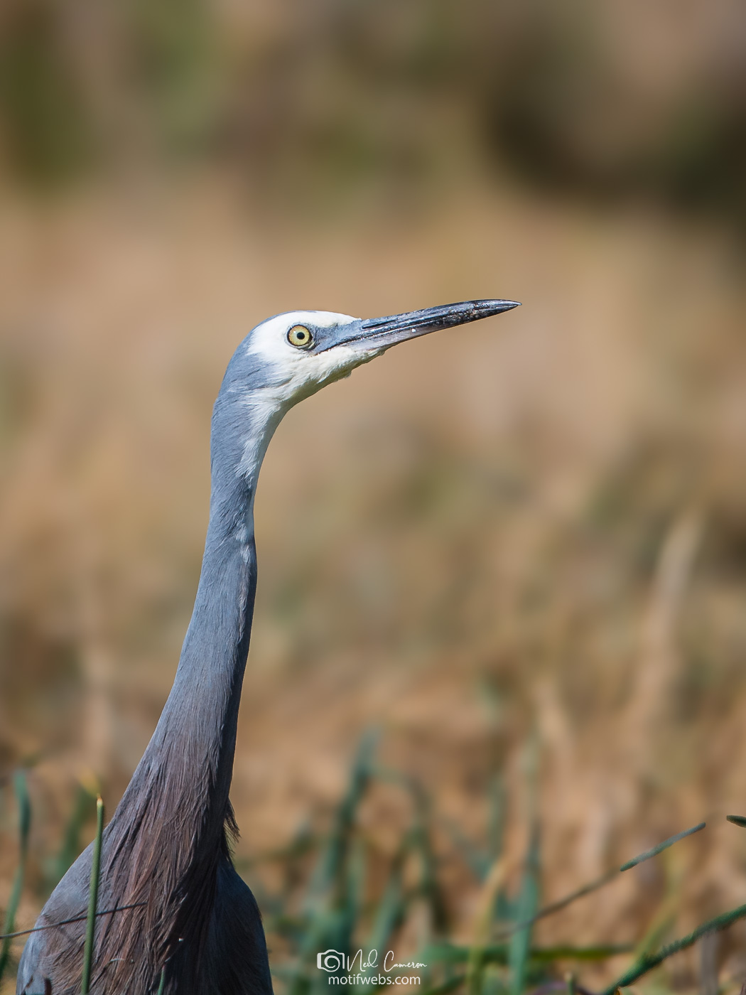 White-faced Heron (Egretta novaehollandiae), Jerrabomberra Wetlands, Canberra, ACT, Australia