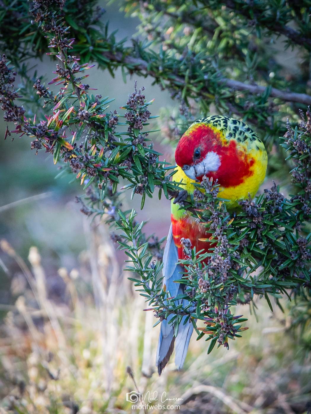 Eastern Rosella (Platycercus eximius) in a rosemary bush. Waramanga, ACT, Australia