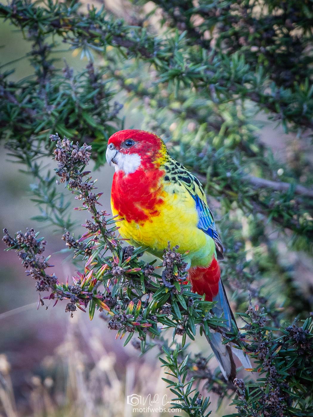 Eastern Rosella (Platycercus eximius) in a rosemary bush.Waramanga, ACT