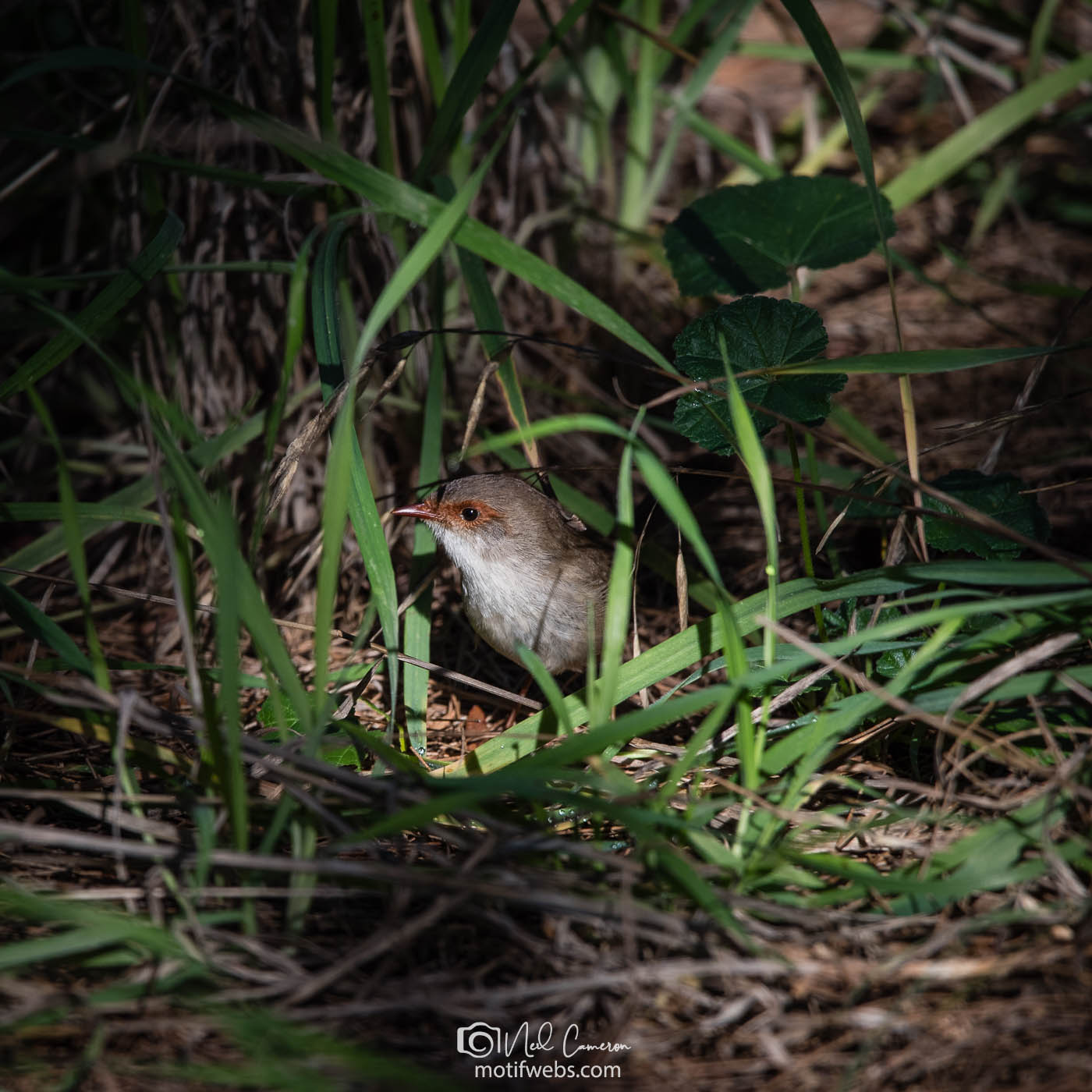 Female (or non-breeding male) Superb Fairywren, Jerrabomberra Wetlands, ACT