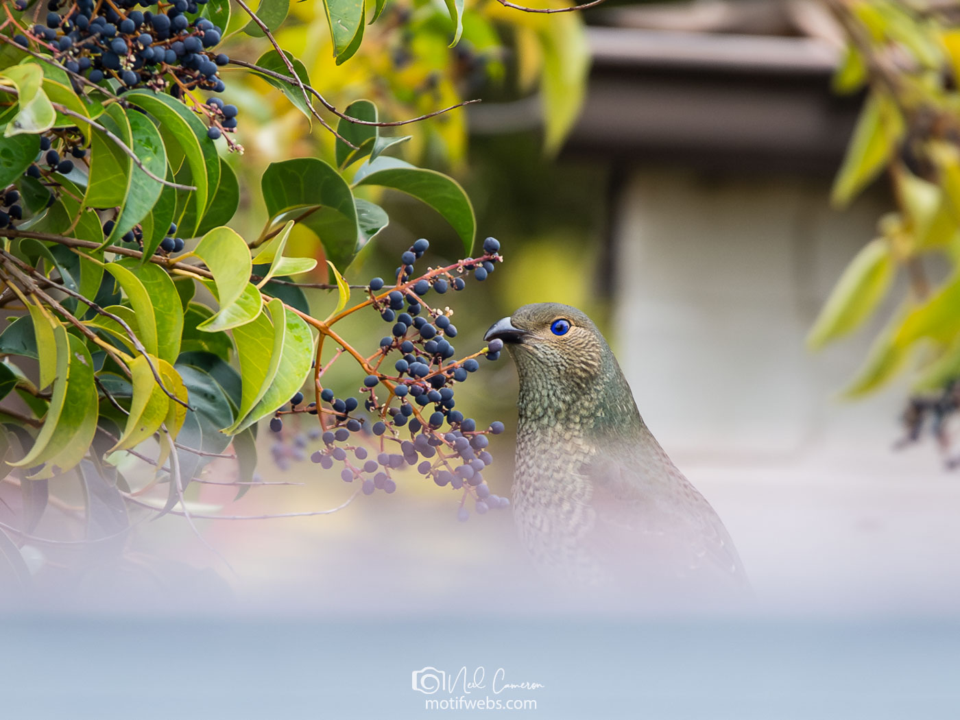 Female Satin Bowerbird (Ptilonorhynchus violaceus).Waramanga, ACT